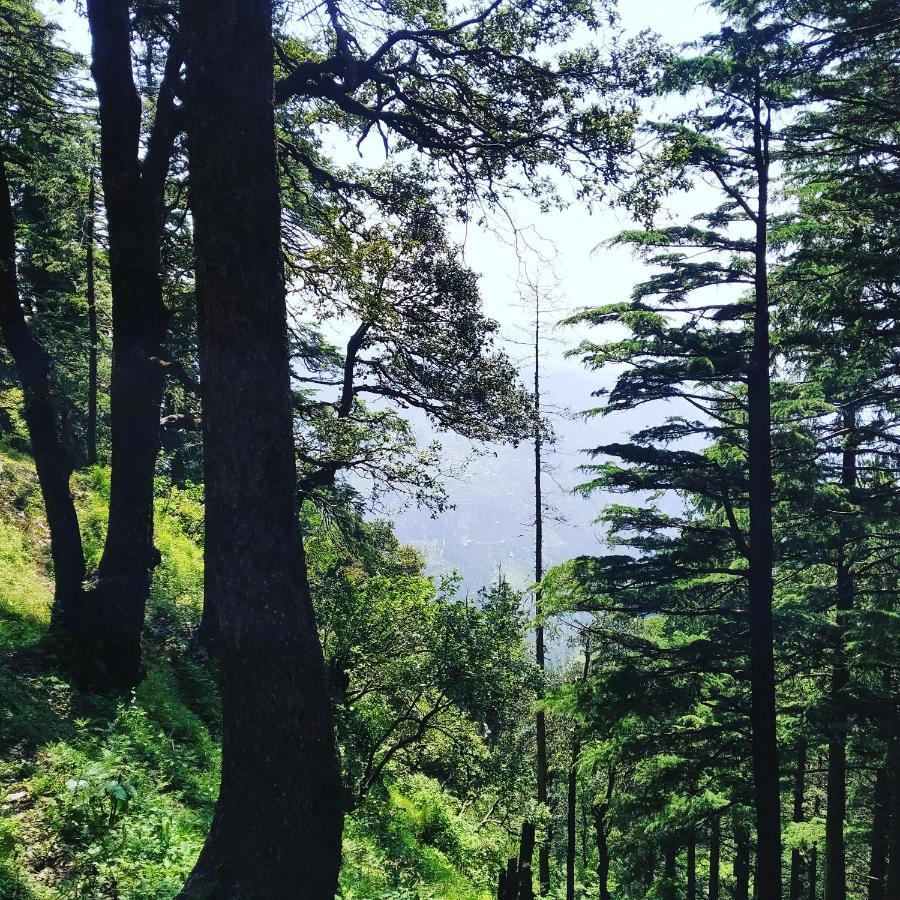 Shimla Pines Homestay Bagian luar foto