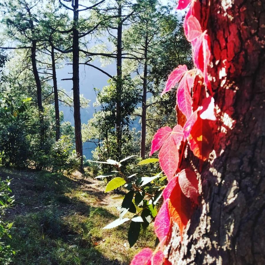 Shimla Pines Homestay Bagian luar foto