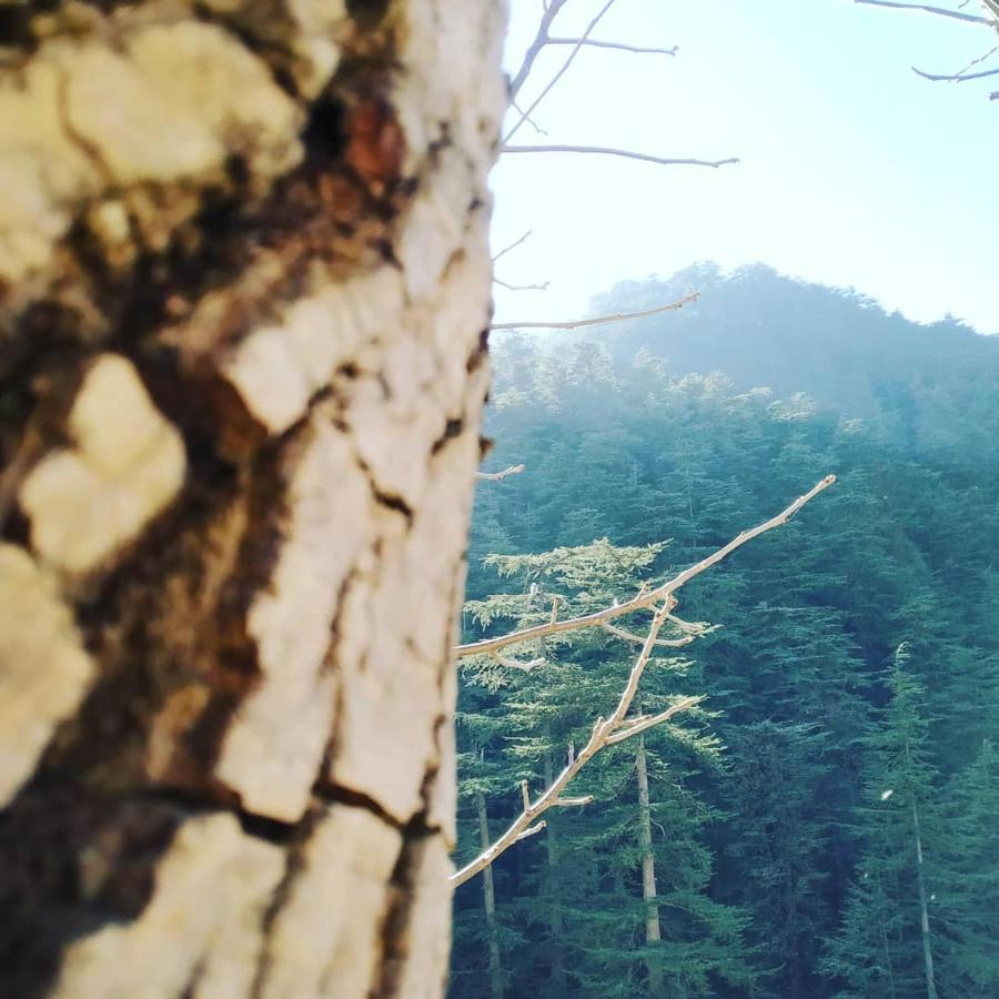 Shimla Pines Homestay Bagian luar foto